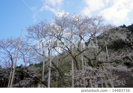 盛開的櫻花盛開（糯櫻花） 14983738