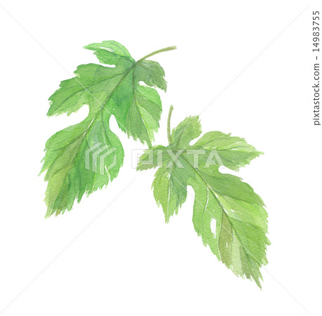 桑葉 桑葉 14983755