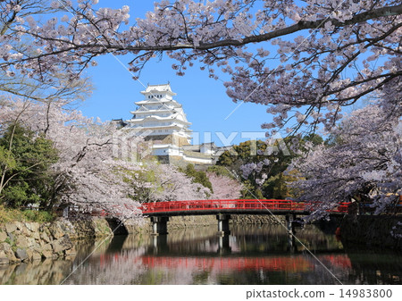 Himeji Castle and Sakura 14983800