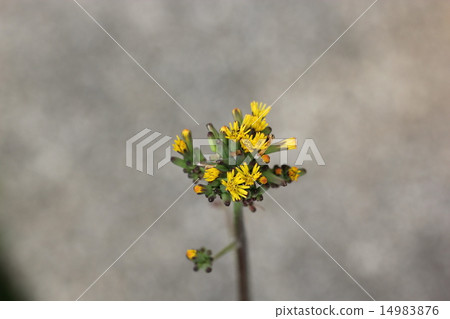 Onita Birako no Hana 01 14983876