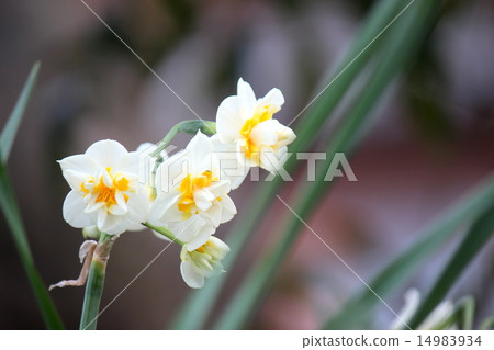 Double-blooming daffodils 14983934