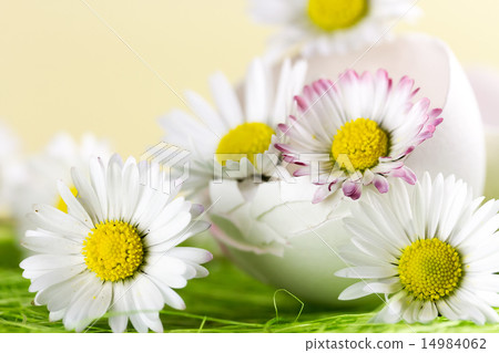Bouquet of daisies in an eggshell. Shallow depth of field. 14984062