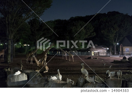 多摩動物園麒麟鵜鶘 14984383