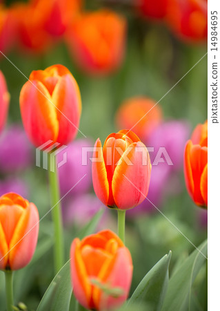 Tulip field Tulip field 14984695