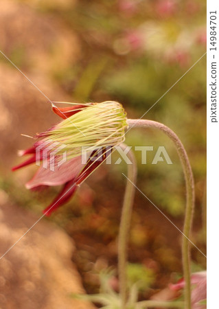 古老草點頭的銀蓮花屬 14984701