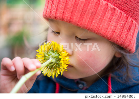 A girl sniffing the smell of dandelion 14984805