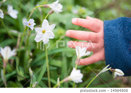 A hand of a child trying to touch a white flower 14984808