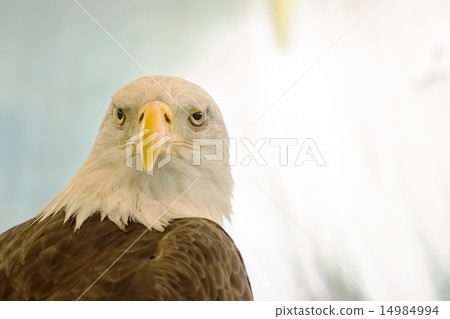 White-Head Eagle, Bald Eagle 14984994
