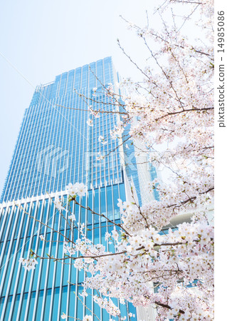 Sakura ✕ business district Sakura ✕ business district 14985086