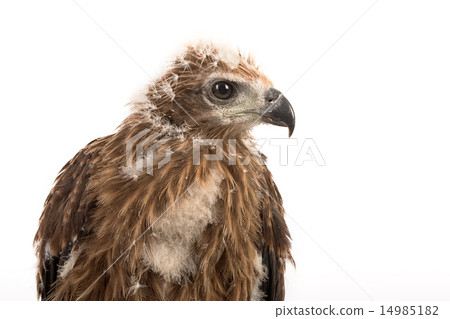 Young Brahminy Kite , Red-backed Sea-eagle 14985182