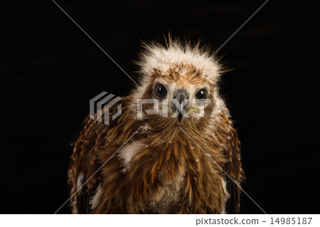 Young Brahminy Kite , Red-backed Sea-eagle Young Brahminy Kite , Red-backed Sea-eagle 14985187