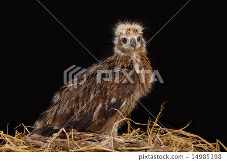 Red-backed Sea-eagle in the nest Red-backed Sea-eagle in the nest 14985198