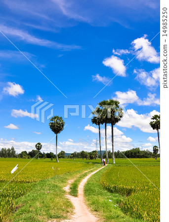 Vietnamese people on the rice field 14985250