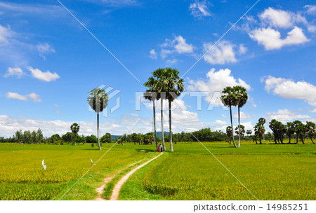 Paddy rice field in southern Vietnam 14985251