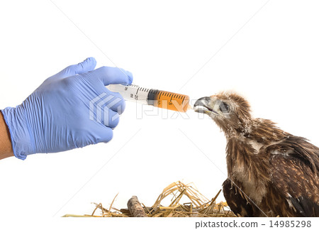 Vet feeding medicine with a syringe  14985298