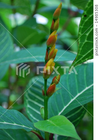 一個女王 一個女王 14985308