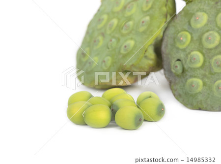 lotus seed 14985332