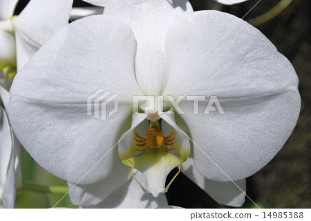 Moth orchids 14985388