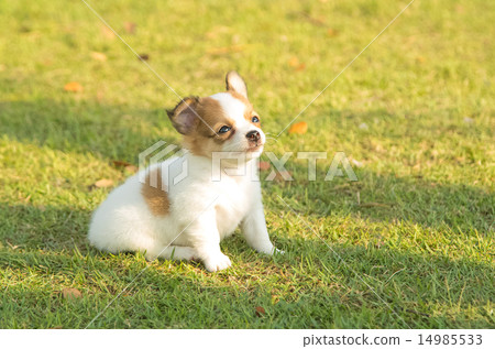 Portrait of chihuahua puppy in green nature 14985533