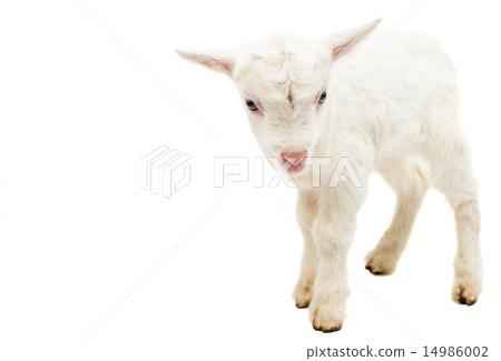 little white goat 14986002
