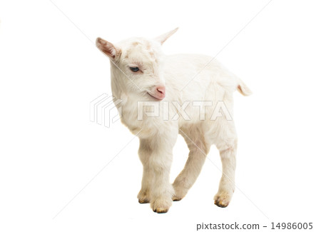 little white goat 14986005