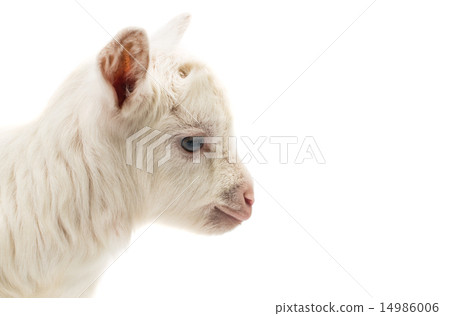little white goat little white goat 14986006