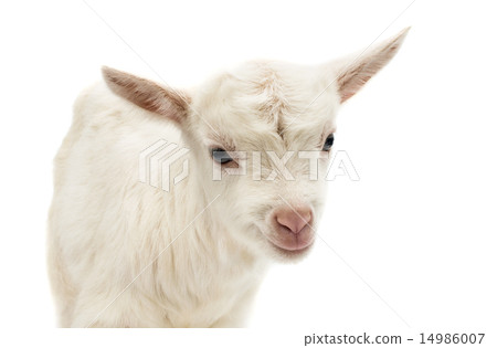 little white goat little white goat 14986007