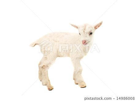 little white goat 14986008