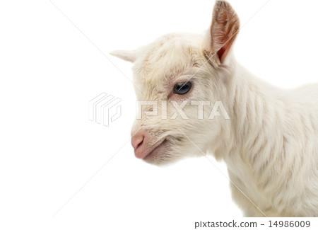 little white goat 14986009