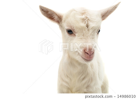little white goat 14986010