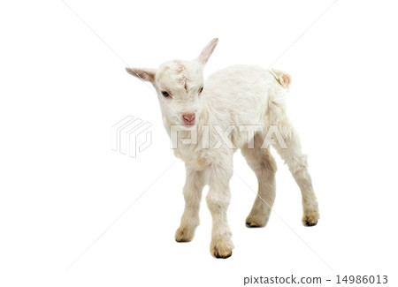 little white goat 14986013