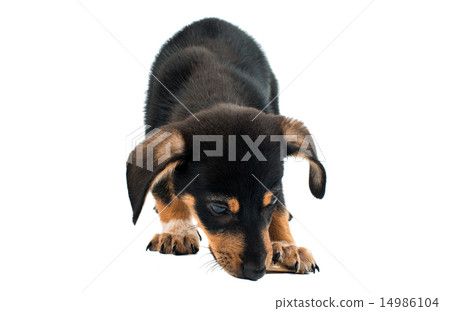 Dachshund puppy 14986104