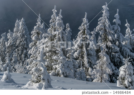 pine forest in winter 14986484
