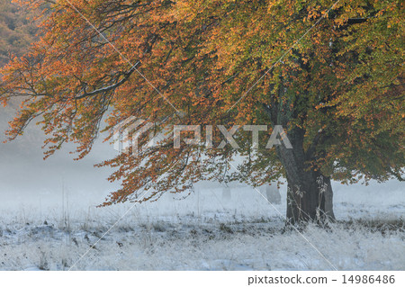 autumn forest 14986486