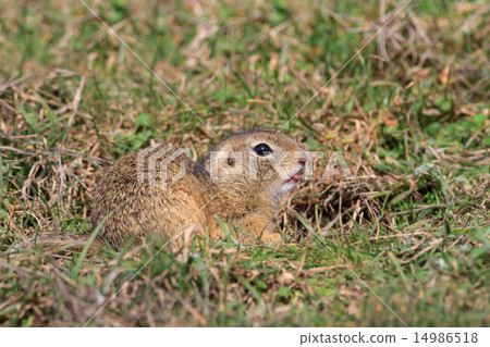 prairie dog in the grass 14986518