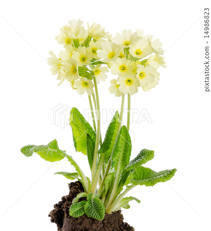 Oxlip, Primula Elatior on White Background 14986823