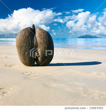 Sea's coconuts (coco de mer) on Seychelles beach Sea's coconuts (coco de mer) on Seychelles beach 14987091