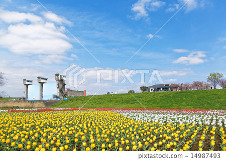 Colorful tulip field and blue sky blooming on riverbed of urban agriculture park Colorful tulip field and blue sky blooming on riverbed of urban agriculture park 14987493