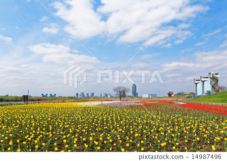Colorful tulip field and blue sky blooming on riverbed of urban agriculture park 14987496