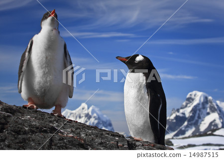 two penguins resting two penguins resting 14987515