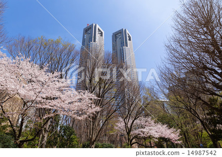 Shinjuku Central Park's full bloom Kaiyoshino and the Tokyo Metropolitan Government building 14987542