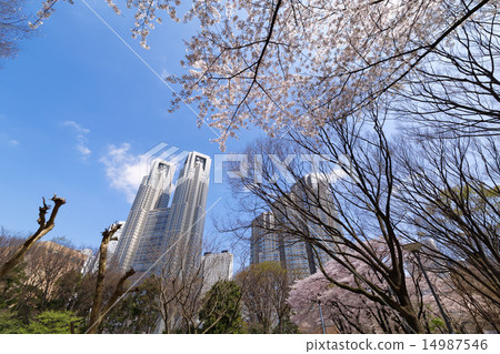 Shinjuku Central Park's full bloom Kaiyoshino and the Tokyo Metropolitan Government building Shinjuku Central Park's full bloom Kaiyoshino and the Tokyo Metropolitan Government building 14987546