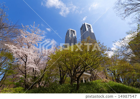 Shinjuku Central Park's full bloom Kaiyoshino and the Tokyo Metropolitan Government building 14987547
