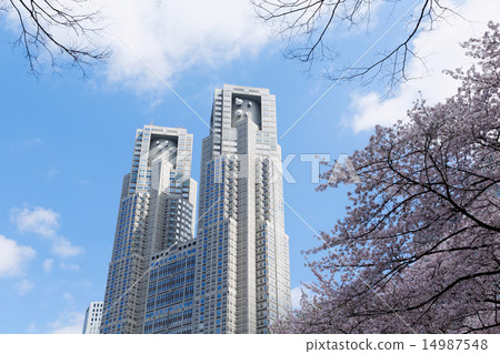 Shinjuku Central Park's full bloom Kaiyoshino and the Tokyo Metropolitan Government building 14987548