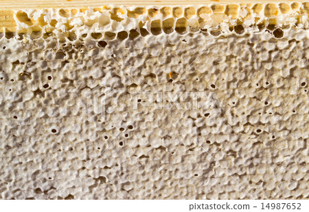 Sealed Honey Comb 14987652