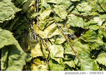 Birch Leaves for Sauna 14987653