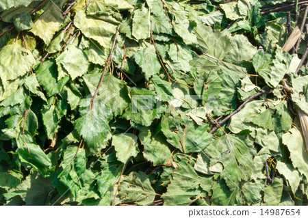 Birch Leaves for Sauna 14987654