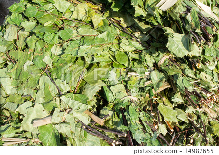 Birch Leaves for Sauna 14987655