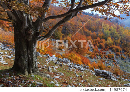 autumn landscape 14987674