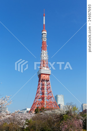Prince Shiba Park's cherry blossoms in full bloom and Tokyo Tower 14987693